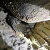 Một cá thể rùa mẹ trung bình đẻ được khoảng 80 trứng, nhưng cũng có trường hợp đẻ hơn 200 trứng tại Côn Đảo. (Ảnh: Đức Hạnh)