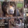 Cứu hộ chú gấu chó và hai cá thể khỉ tại Đắk Lắk. (Nguồn ảnh: TCĐVCA cung cấp)