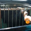 Cá thể gấu ngựa được bàn giao về Trung tâm cứu hộ động vật hoang dã Hà Nội. (Nguồn ảnh: ENV)