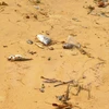 Cá chết tại vùng biển tỉnh Quảng Bình. (Nguồn ảnh: TTXVN) 