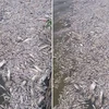 Cá chết hàng loạt tại Hồ Tây. (CTV/Vietnam+)