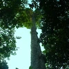 Những cây nghiến cổ thụ tại rừng đặc dụng Phong cần được bảo vệ nghiên ngặt. (Ảnh: H.V/Vietnam)