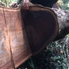 Cây gỗ nghiến cổ thụ bị lâm tặc xẻ đôi. (Ảnh: H.V/Vietnam+)