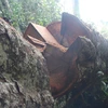 Một cây nghiến cổ thụ vừa bị cưa đổ tại rừng đặc dụng Phong Quang. (Ảnh: H.V/Vietnam+)
