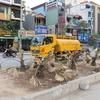 Cây cảnh trên giải phân cách đường Trần Phú, quận Hà Đông bị khô rụi. (Ảnh: Mai Mạnh/Vietnam+)