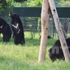 Các cá thể gấu vui đùa trong khu bán hoang dã. (Ảnh: Hùng Võ/Vietnam+)