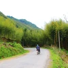 Ngắm rừng trúc đẹp như cảnh trong phim ở tỉnh Cao Bằng. (Ảnh: Hùng Võ/Vietnam+)