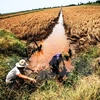 Những con kênh phục vụ tưới tiêu cho đồng ruộng ở xã Hưng Yên, huyện An Biên bị nhiễm mặn trầm trọng trong năm 2016. (Ảnh: Trọng Đạt/TTXVN)