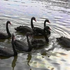 Bầy thiên nga đen có bảy con tại hồ Hoàn Kiếm. (Ảnh: Thành Đạt/TTXVN)