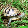 Phóng sinh rùa tai đỏ sẽ gây hại cho môi trường sống của các loài bản địa. (Nguồn ảnh: ENV cung cấp)
