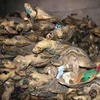 Hàng tấn rùa biển bị bắt giữ để chế tác thành các sản phẩm mỹ nghệ của một cơ sở tại Nha Trang. (Ảnh: ENV cung cấp)