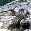 Những gốc cây cổ thụ nằm ngổn ngang dưới đáy lòng hồ thủy điện Khe Diên, tỉnh Quảng Nam. (Ảnh: Hùng Võ/Vietnam+)