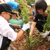 Hoạt động trồng cây dược liệu thay thế mật gấu tại Trường Tiểu học Phụng Thượng, huyện Phúc Thọ, Hà Nội. (Ảnh: Tổ chức Động vật Châu Á cung cấp)