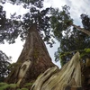 Quần thể cây pơmu ở Tây Giang có tổng diện tích khoảng 450ha nằm ở độ cao gần 1.500 mét so với mực nước biển. Trong đó, nhiều cây pơmu cổ thụ có tuổi thọ đo được là hơn 1.800 năm. (Ảnh: Hùng Võ/Vietnam+)