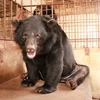Cứu hộ gấu ngựa quý hiếm bị nuôi nhốt nhiều năm tại tỉnh Tiền Giang. (Ảnh: Tổ chức ĐVCA cung cấp)