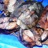 Các chuyên gia nhận định không thể gây nuôi thương mại rùa đầu to (Nguồn ảnh: ATP-IMC)
