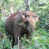 Tình trạng buôn bán ngà voi còn xảy ra, loài voi còn đổ máu. (Ảnh: PV/Vietnam+)