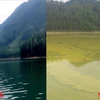Mặt nước hồ Gò Miếu trước và sau khi có mô hình nuôi cá lồng bè. (Ảnh: P.V/Vietnam+)