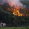 Lửa đang cháy ở rừng keo tràm ở phường Hương Hồ, thị xã Hương Trà. (Ảnh: Hồ Cầu/TTXVN )
