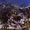 Công chiếu phim ‘Truy tìm rạn san hô’ kêu gọi bảo vệ tài nguyên biển