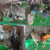 Các loài chim hoang dã được bày bán công khai tại chợ Thạnh Hóa, tỉnh Long An. (Ảnh: HV/Vietnam+)