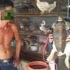 Chủ một gian hàng bán động vật hoang dã tại chợ nông sản Thạnh Hóa rao bán cá thể rùa nặng 15 kg. (Ảnh: PV/VIetnam+)
