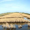 Hạn, mặn đã gây thiệt hại cho nhiều diện tích lúa ở Đồng bằng sông Cửu Long. (Nguồn ảnh: TTXVN)