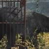 Tại Việt Nam hiện vẫn còn hơn 400 cá thể gấu bị nuôi nhốt và chích hút mật. (Nguồn: ENV)