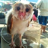 Hoạt động buôn bán chim trời hoang dã không có giấy phép diễn ra công khai tại chợ nông sản Thạnh Hóa. (Ảnh: H.V/Vietnam+)