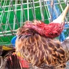 Chim cò hoang dã bị sát hại, bày bán tràn lan tại chợ nông sản Thạnh Hóa, tỉnh Long An. (Ảnh: HV/Vietnam+)