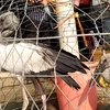 Chim, cò hoang dã không rõ nguồn gốc được bày bán tràn lan tại chợ nông sản Thạnh Hóa. (Ảnh: P.V/Vietnam+)
