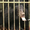 Cứu hộ cá thể gấu ngựa bị nuôi nhốt cuối cùng tại tỉnh Gia Lai. (Ảnh: TCĐVCA cung cấp)
