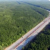 Những cánh rừng bạt ngạt xanh ngút tầm mắt dọc tuyến đường huyết mạch Rừng Sác-Cần Giờ. (Nguồn: Mạnh Linh/TTXVN)