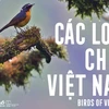 Sách “Các loài chim Việt Nam” với 731 loài chim được ghi nhận tại Việt Nam. (Ảnh: BTC cung cấp)