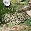 Cá chết trên mặt hồ trong hồ công viên văn hóa Thanh Lễ, thành phố Thủ Dầu Một, tỉnh Bình Dương. (Ảnh: Huyền Trang/TTXVN)