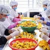 Chế biến sản phẩm trà hoa vàng ở huyện Ba Chẽ, Quảng Ninh. (Nguồn: Báo Quảng Ninh)
