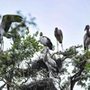 Vườn Quốc gia Tràm Chim ở huyện Tam Nông (Đồng Tháp) là khu Ramsar thứ 2.000 của thế giới.(Ảnh: Minh Đức/TTXVN)