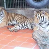 Quần thể hổ hoang dã đang suy giảm ở tất cả các quốc gia có hổ tại Đông Nam Á. (Ảnh: Hùng Võ/Vietnam+) 