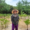 Cô Bùi Thị Dìn ở xã Đa Lộc (huyện Hậu Lộc, tỉnh Thanh Hóa) tự hào khi đã tự tay trồng hàng nghìn cây ngập mặn chắn sóng, chắn bão ven biển. (Ảnh: HV/Vietnam+)