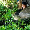 Khoảnh khắc rùa Hoàn Kiếm trước khi được thả trở lại hồ Đồng Mô. (Nguồn ảnh: ATP-IMC)
