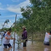 ​Rừng ngập mặn tại Trà Vinh. (Ảnh: PV/Vietnam+)