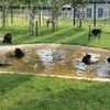 Các cá thể gấu vui chơi trong khuôn viên Trung tâm Cứu hộ Gấu Việt Nam thuộc vùng đệm Vườn Quốc gia Tam Đảo, tỉnh Vĩnh Phúc. (Ảnh: Hùng Võ/Vietnam+)