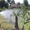 Nông dân tiết kiệm tối đa nguồn nước tưới tiêu để ứng phó hạn, mặn. (Ảnh: Hữu Chí/TTXVN)