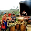 Những nông dân Mông tỷ phú nơi phên giậu của Tổ Quốc 