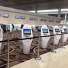 Khu vực check-in tự động nhà ga T4 của sân bay Changi, đã hoàn thiện và chờ đưa vào vận hành khai thác. (Ảnh: Việt Hùng/Vietnam+)