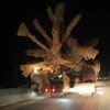 Bộ GTVT nói gì về xe chở cây ‘quái thú’ nghênh ngang Quốc lộ 1 