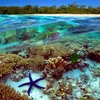 Australia nỗ lực bảo vệ rạn san hô lớn nhất thế giới
