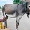 Sữa lừa – phương thuốc quý đang lên ngôi tại Ấn Độ