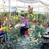 Người dân Đà Lạt thu hoạch hoa (Nguồn: TTXVN)