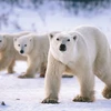 Gấu Bắc cực. (Nguồn: Live Science)